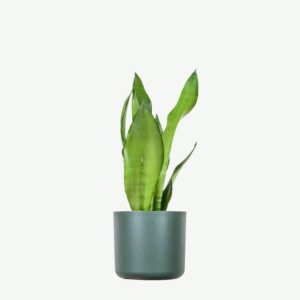 plants ecommerce product featured img 3